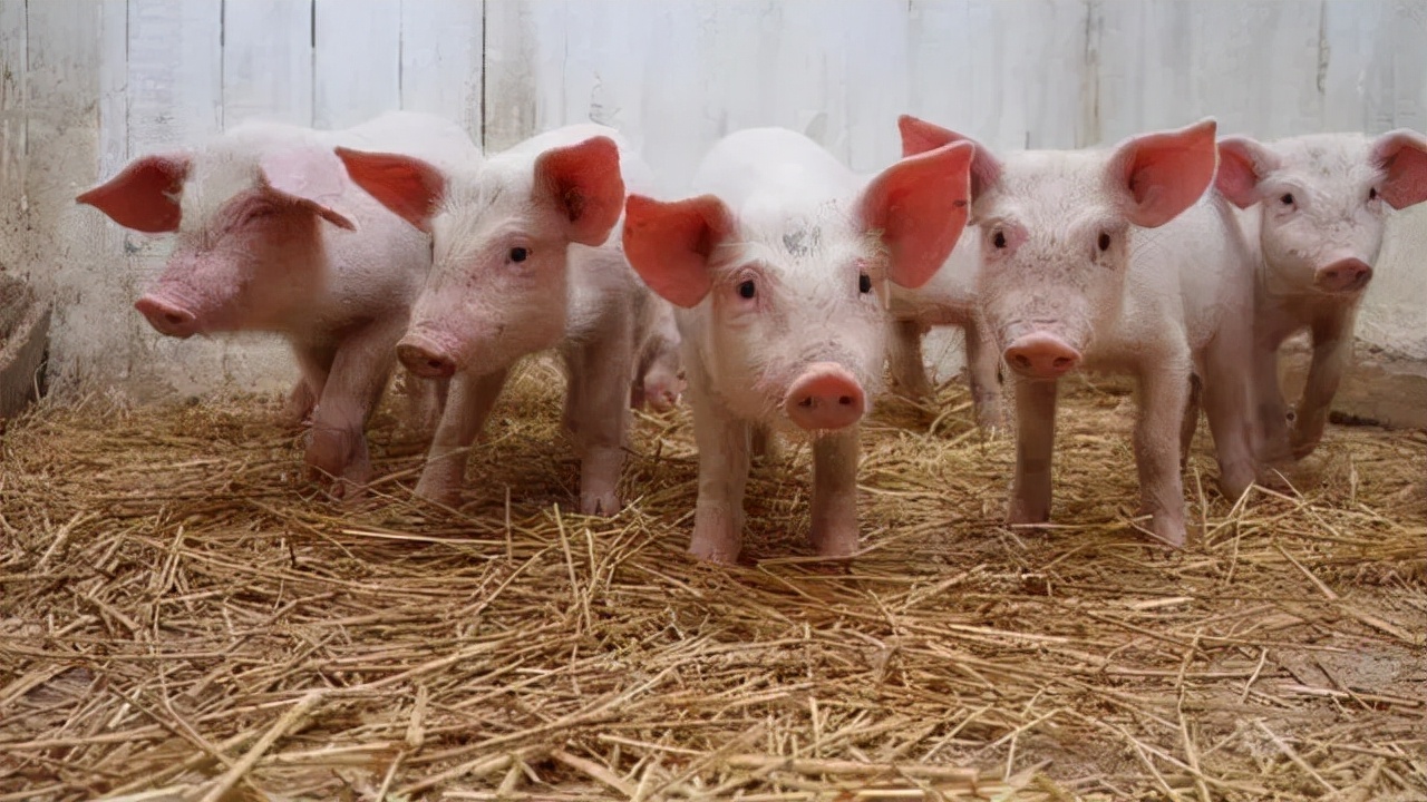 我在双胞胎集团的点点滴滴