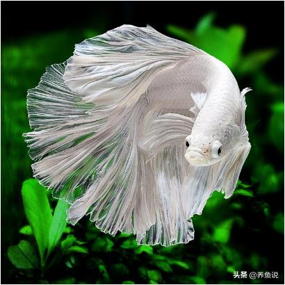 哪种泰国斗鱼比较好养,泰国斗鱼和中国斗鱼哪一个好看