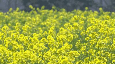 戚薇直播洗发,戚薇最近晒出的一款洗发露