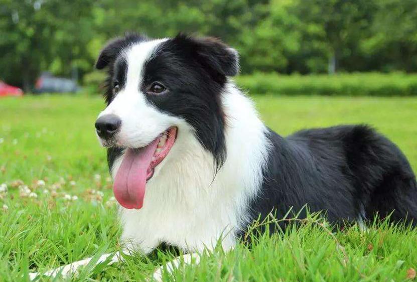 边牧幼犬吃哪种狗粮比较好,边牧吃干狗粮好还是湿狗粮好