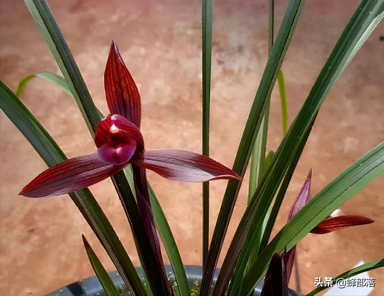 楠木是皇家专用的吗,金丝楠木现存的古树