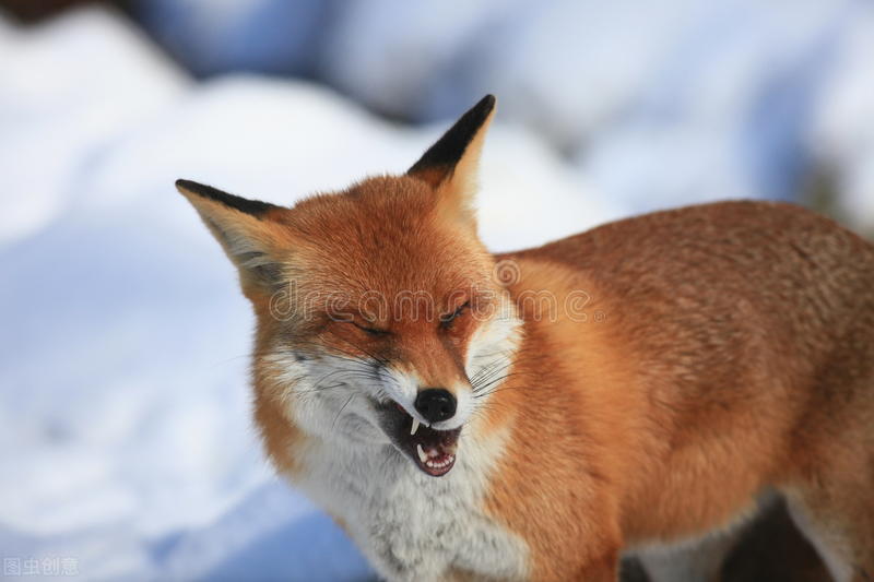 猎人对着狐狸开了一枪但猎人死了,猎人向狐狸开了一枪猎人却死了