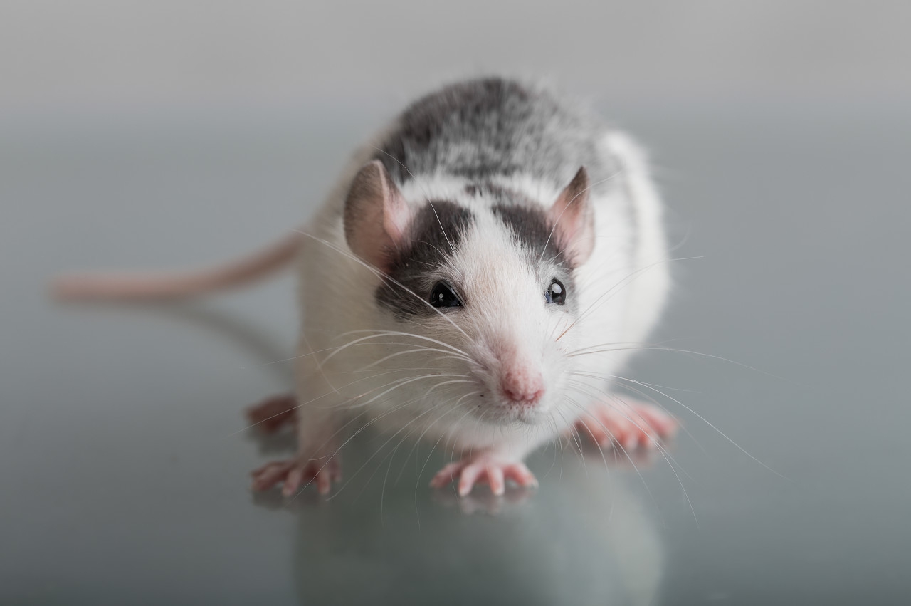 花枝鼠怎么铲屎,花枝鼠打喷嚏但是不勤