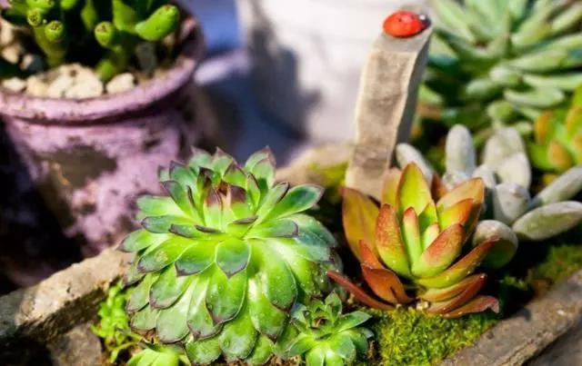 花盆起虫子用什么灭虫子,怎样杀死花盆里面的小飞虫