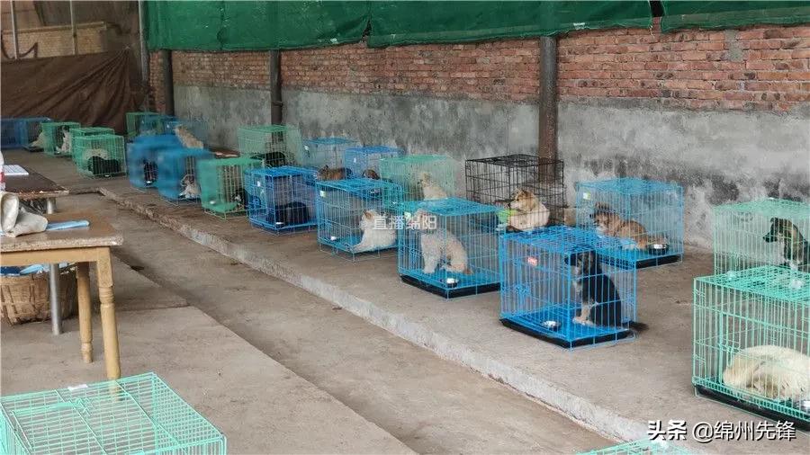被救下的111条狗狗,一只金毛流浪狗被解救过程
