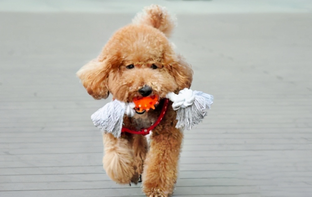 对泰迪犬的态度有哪些表现,泰迪犬若有这4个行为