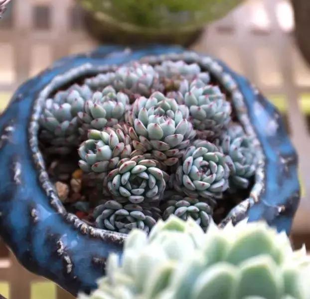 推荐轻松玩转100种常见多肉植物,700种多肉植物图鉴pdf百度云