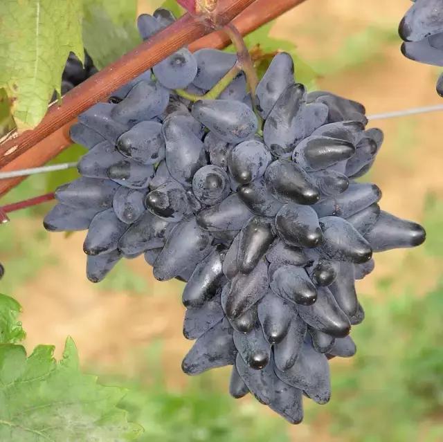 葡萄的表面白霜很多表明很新鲜吗,葡萄上的那层白霜是可以吃的吗