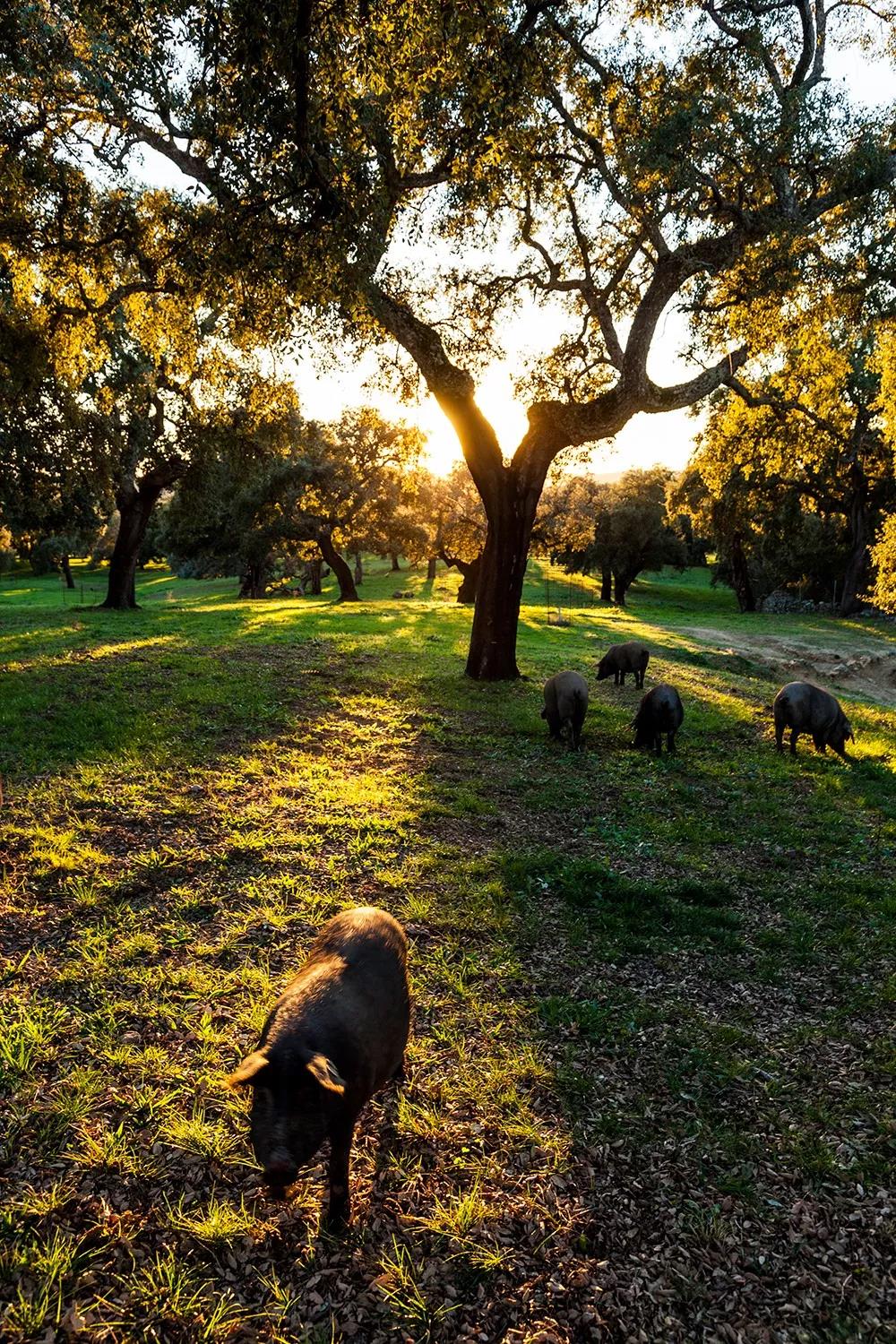 西班牙5j金标火腿,西班牙黑标火腿测评
