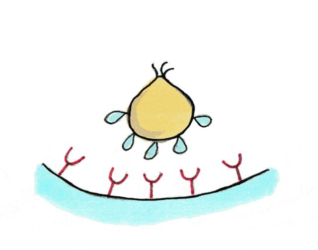 幼犬致命的三种病毒,幼犬杀手行为