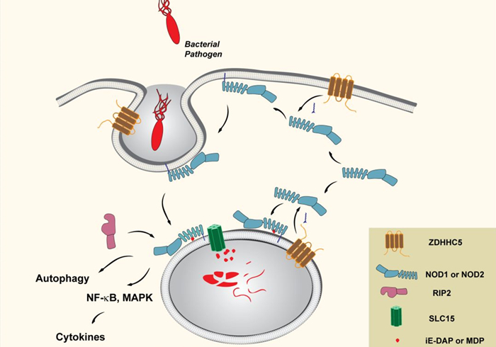狗狗趾间发炎,狗狗真菌感染皮肤发炎了怎么办