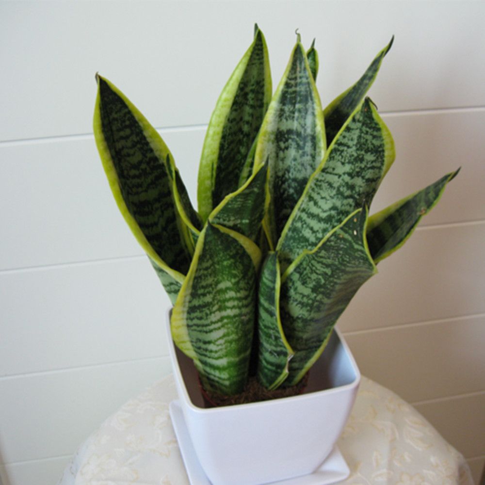 家里有甲醛用什么植物好,新装修的房子什么植物可以去甲醛