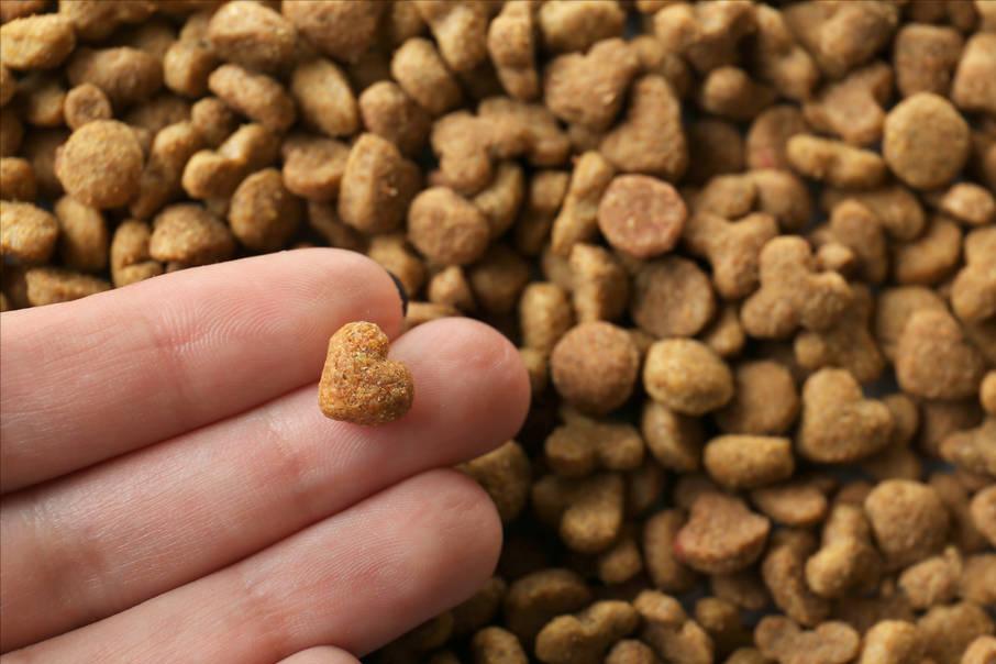 土狗怎么挑选狗王,六个小土狗如何挑狗王