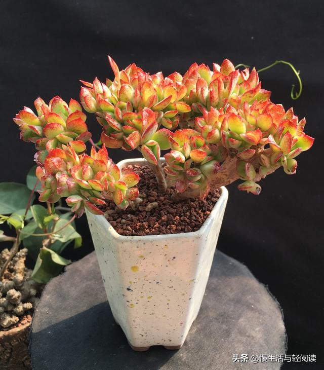 免费阅读：《慢生活·轻阅读》1867期