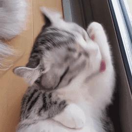 小奶猫的危害视频,小奶猫有什么危险