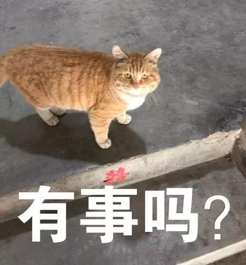 自从有了橘猫,我终于体会到什么叫“十橘九渣”!