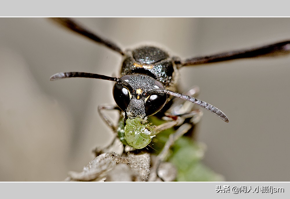 秋季如何防昆虫进屋,秋季防胡蜂知识