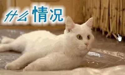 十大不建议去的宠物医院,目前国内的宠物医院有哪些