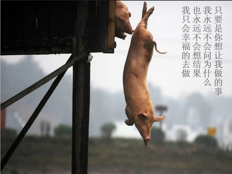 我只想说声爱你,只想再爱你一次