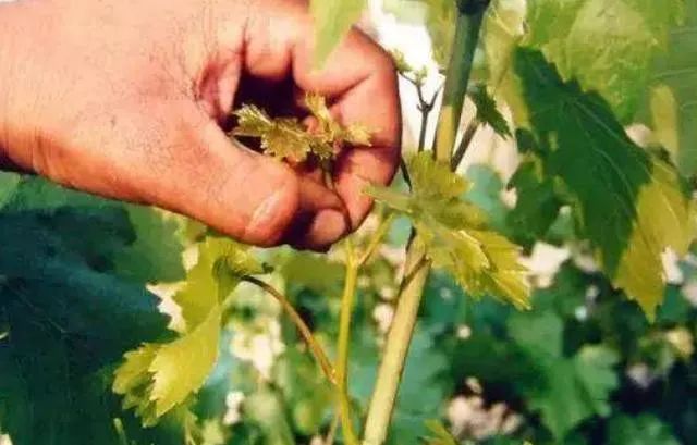 甜蜜蓝宝石葡萄需要膨大处理吗,如何加快蓝宝石葡萄的木质化