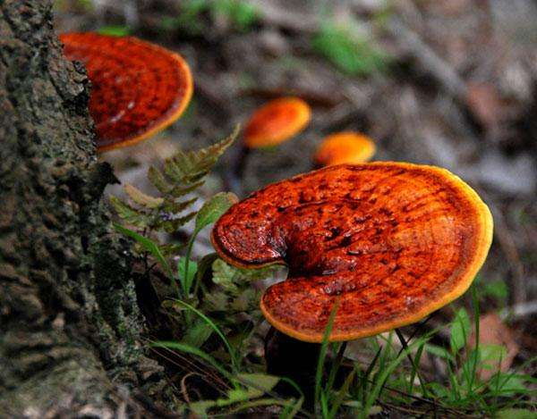 树舌与灵芝功效一样吗,灵芝和树舌有什么区别