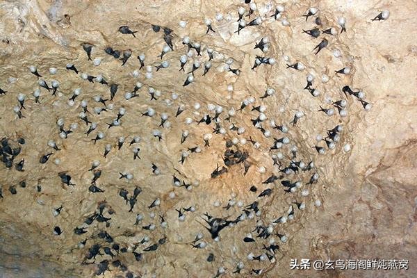 燕窝提问话术,燕窝讲实话