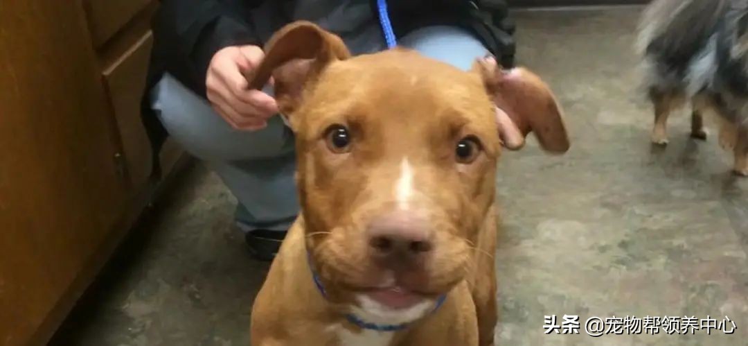 狗狗耳朵肿了会是蜜蜂蛰的吗,狗狗被蜜蜂蛰得肿成了包子头