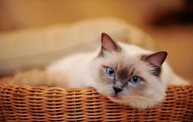 养宠知识为什么猫咪总是看不起你,养猫咪不听话怎么办视频