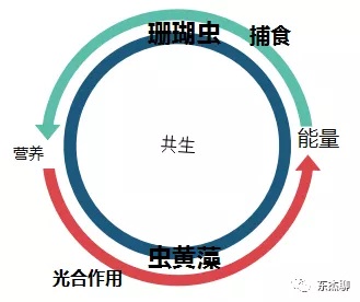 海缸nps好养吗,海缸新刚入缸老是挤在一起
