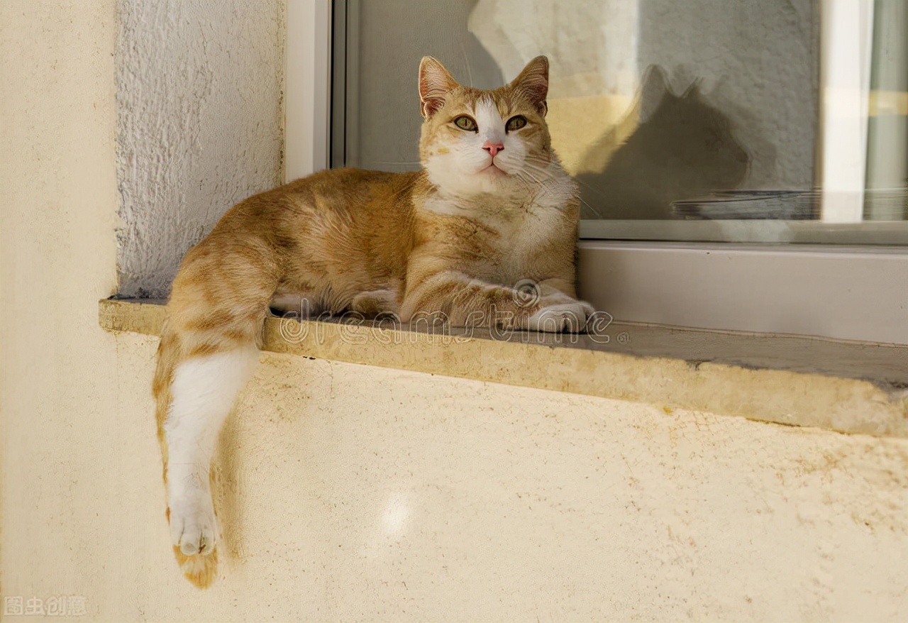 为什么猫咪总盯着窗外看,猫咪为什么总是盯着墙看