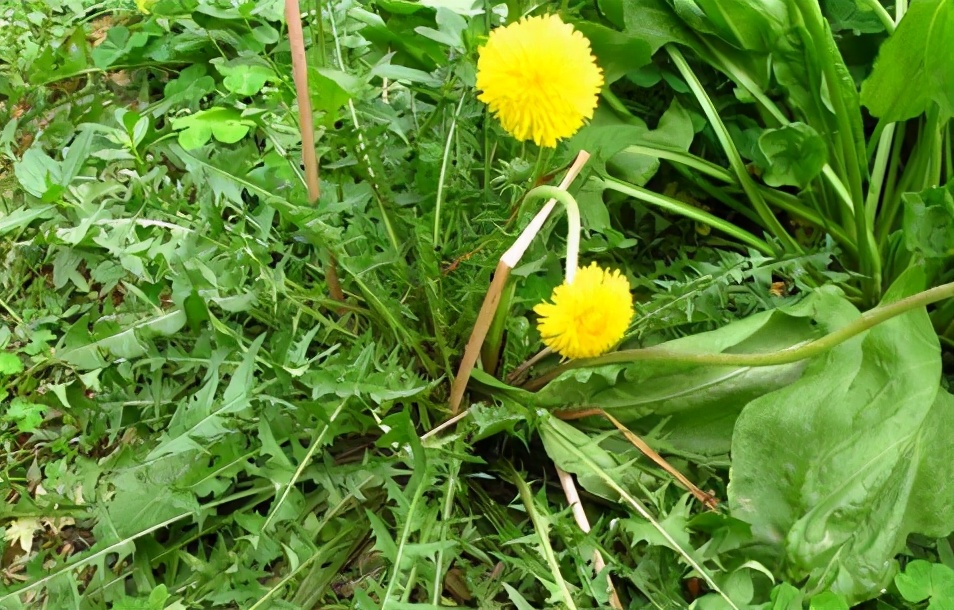 大地回春到处生机勃勃,大地回春百花齐放万物生长