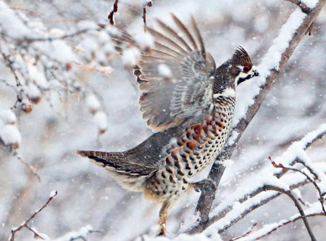 大兴安岭的飞龙是什么鸟,大兴安岭纯野生飞龙鸟高清图片