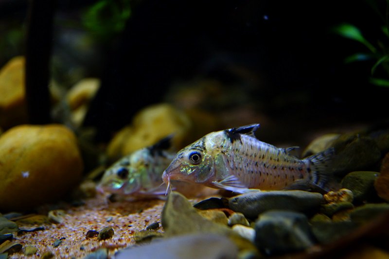 南美水族论坛推荐,南美水草造景论坛