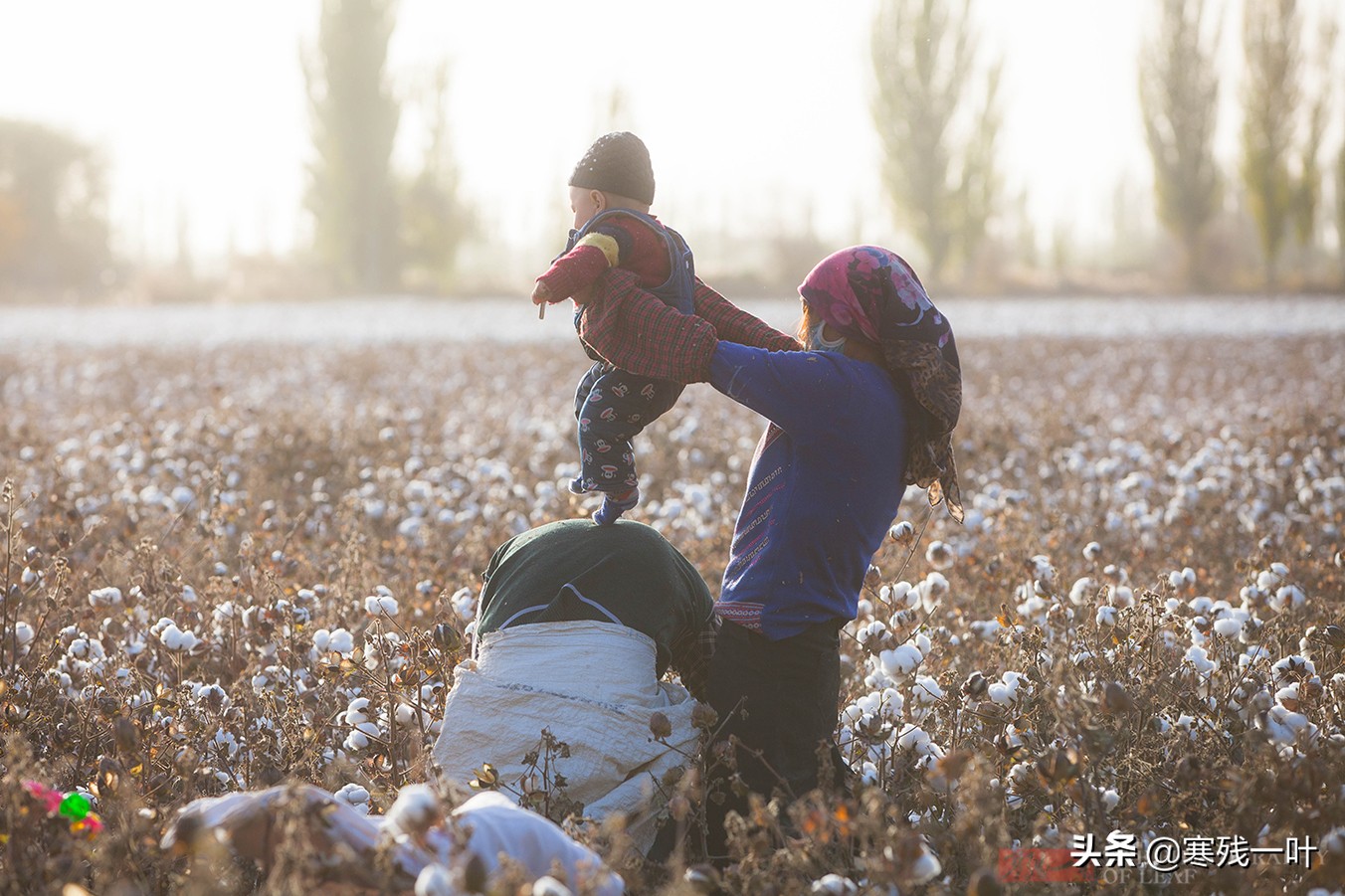 新疆采棉花工一个月挣多少钱,在新疆采棉花一天能赚多少钱