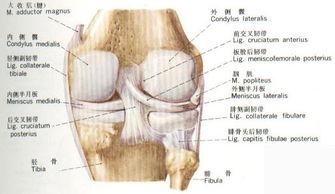 膝盖骨刺疼的最好治疗方法,膝盖骨刺疼痛怎么康复治疗