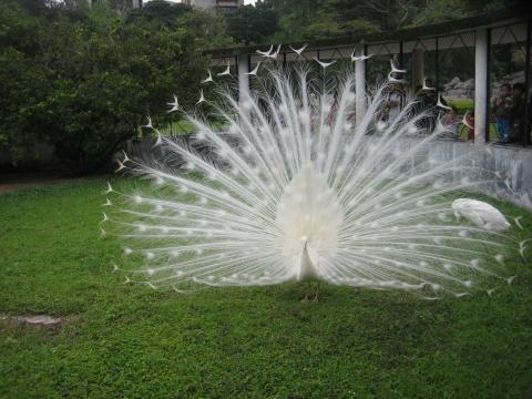 广州4a级景区旅游景点,广州5a旅游景区名单大全