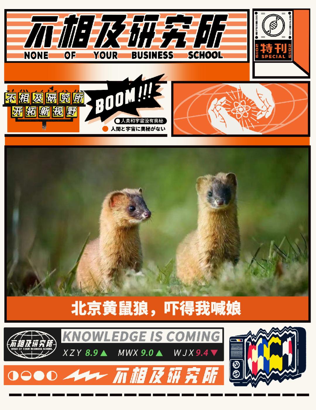 北京的黄鼠狼,北京市区黄鼠狼