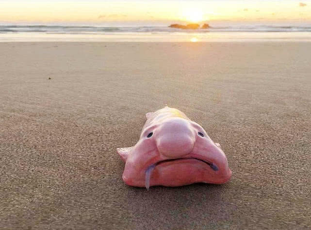 世界上最丑的鱼叫什么鱼,世界上有哪些极丑的鱼