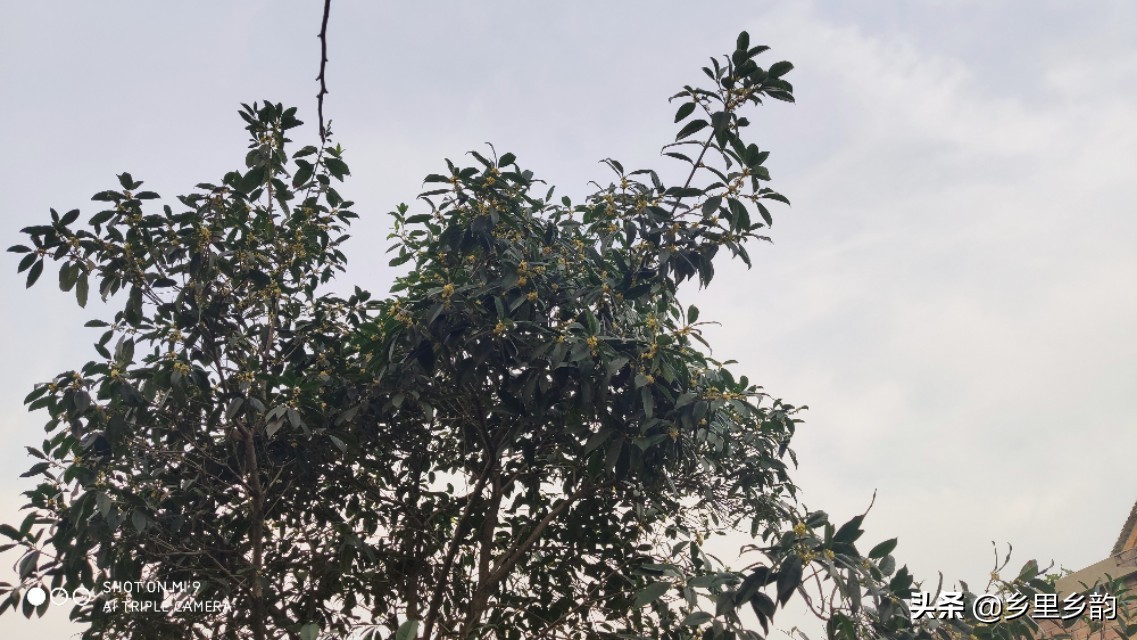 移栽过桂花树大量落叶怎么回事,移栽桂花树叶子掉光第二年发芽