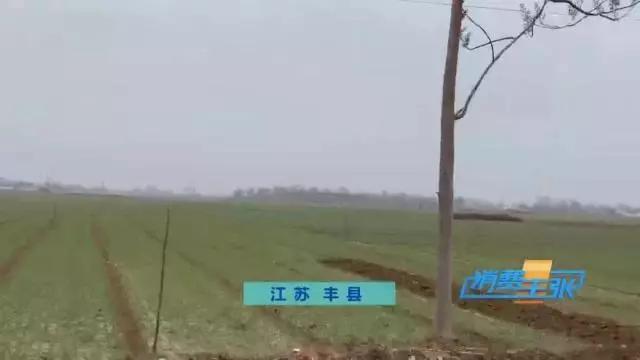 印度疫情对我国洋葱价格影响,印度洋葱涨价