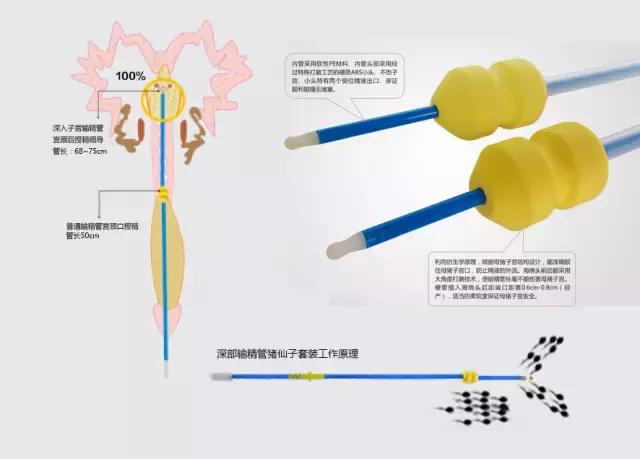 母猪深部输精一天输精几次为最佳,深部输精技术教学
