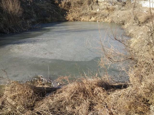 千年草籽万年鱼籽什么意思,野生池塘里的鱼