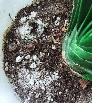 花盆里有飞虫能用杀虫剂么,花盆小黑飞虫最好的方法