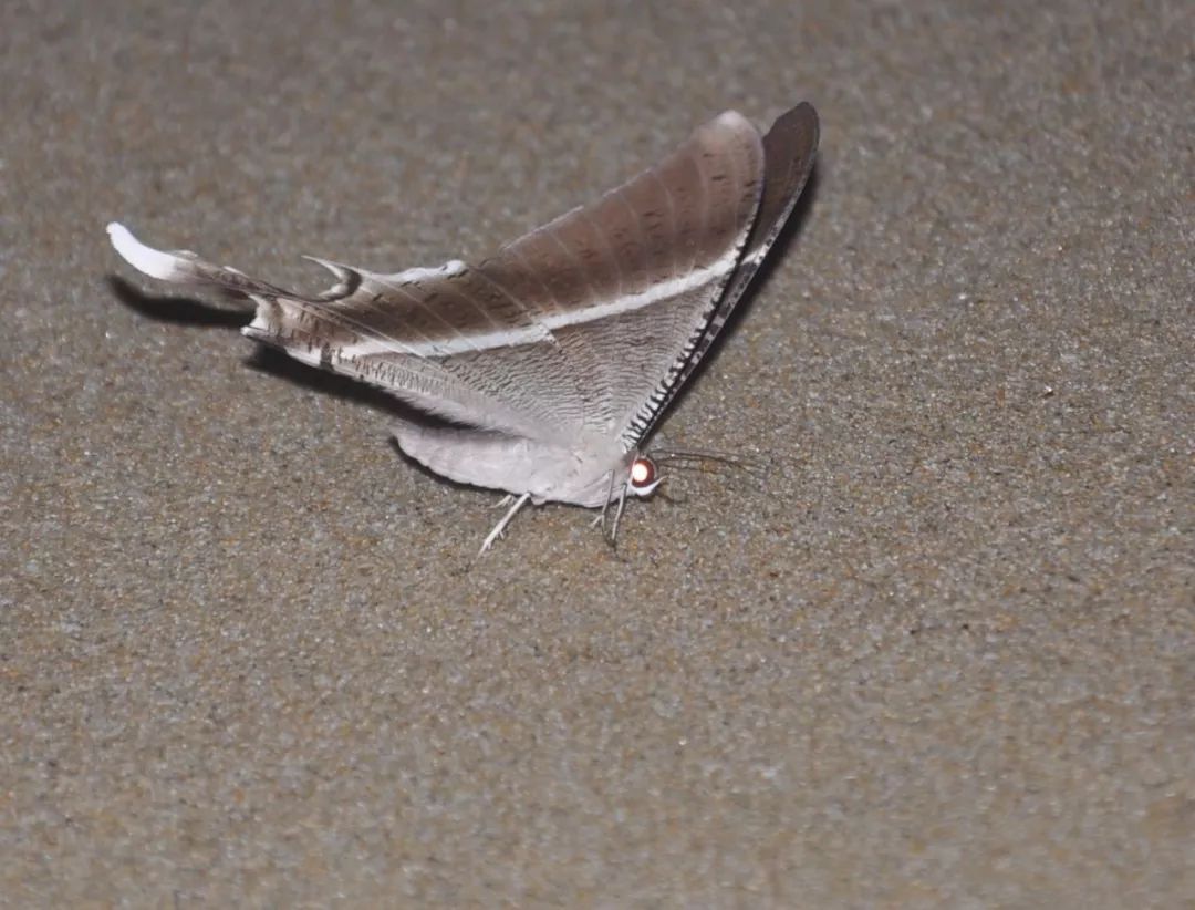 传说中的蛊虫真的有吗,传说中的扑棱蛾子