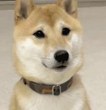 椰树椰汁终于换logo,椰树牌椰汁风格设计模板