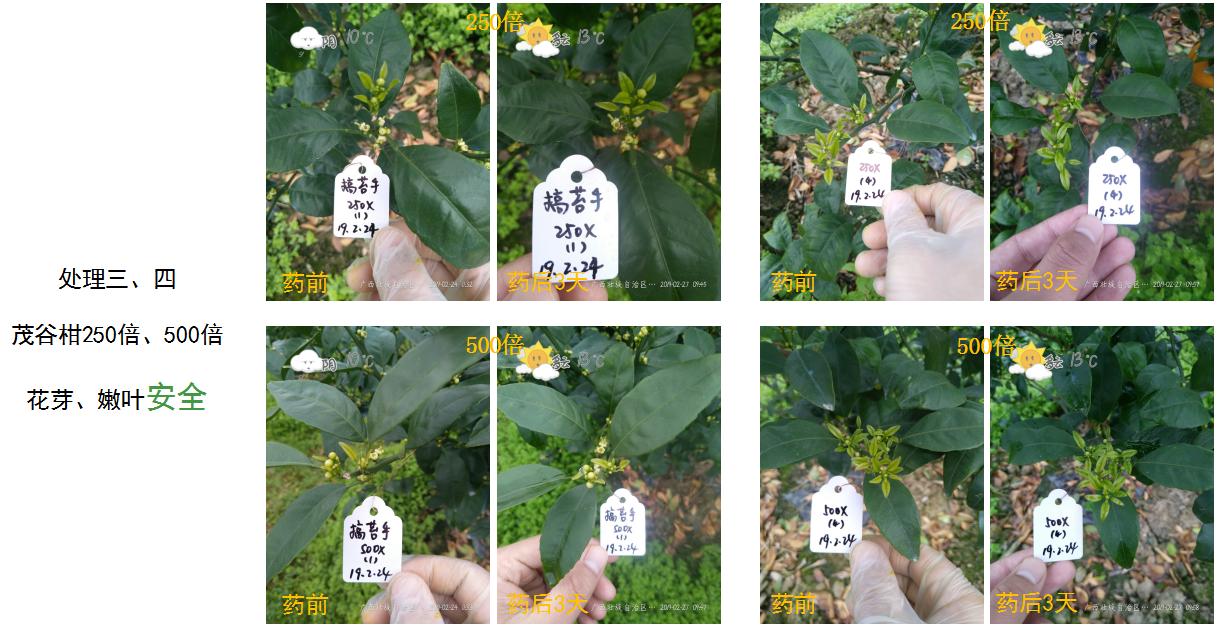 果园青苔怎么养最好,果园清除青苔最好的办法