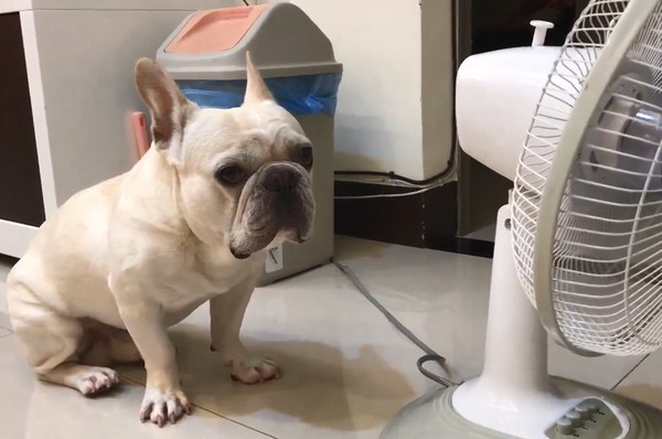 夏天狗狗没食欲,夏天狗狗突然没精神总趴着