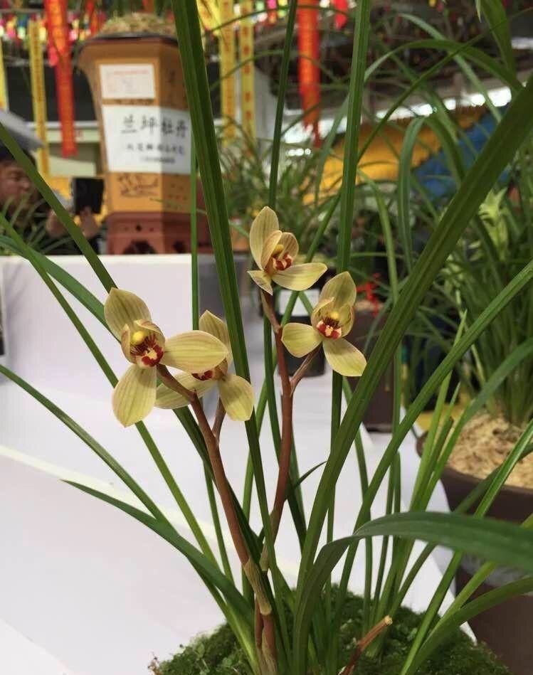 云南保山莲瓣兰姹紫嫣红,云南保山细叶莲瓣兰细节图