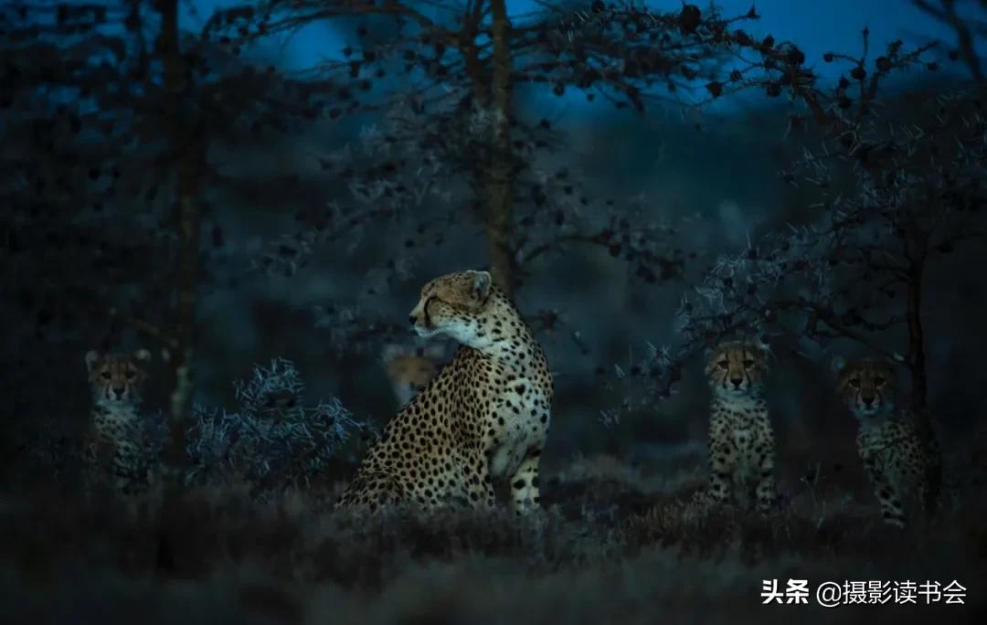 尼康拍野生动物,这位摄影师