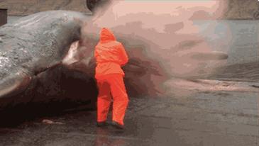 海域发现最大的鲸鱼,现在发现海上最大鲸鱼有多大